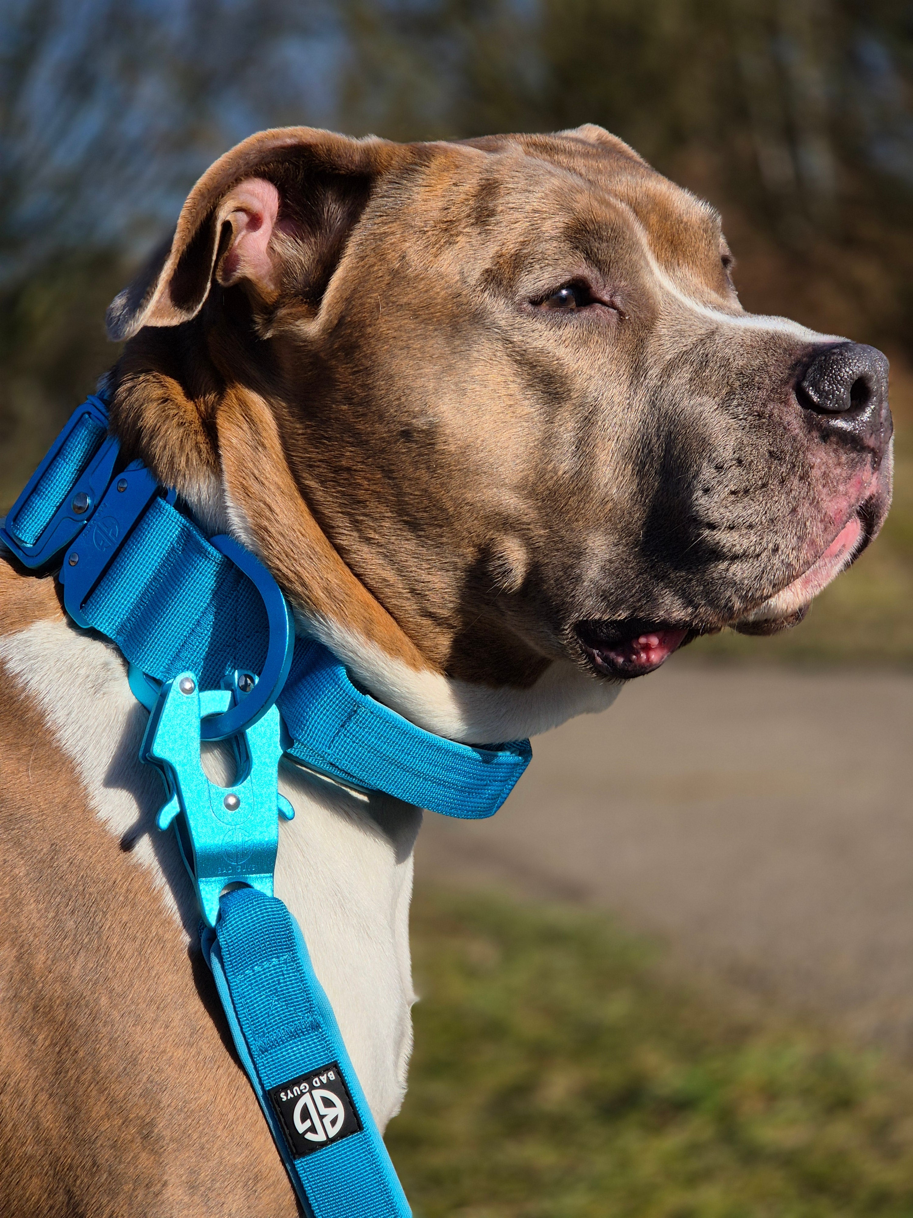 Why Walt Warehouse Chose Bad Guys Dog Wear