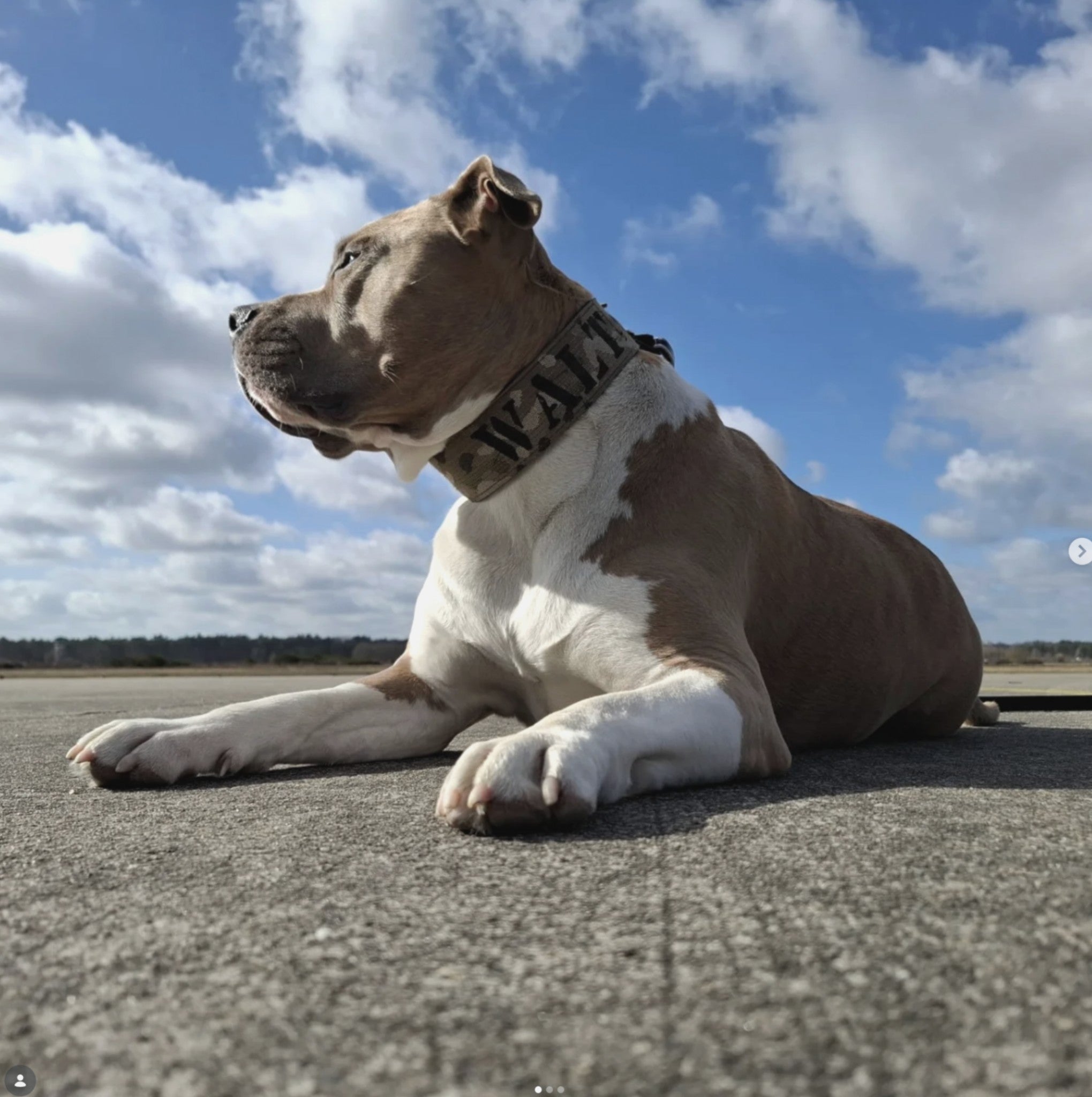 Why we’re going to Bark in the Park