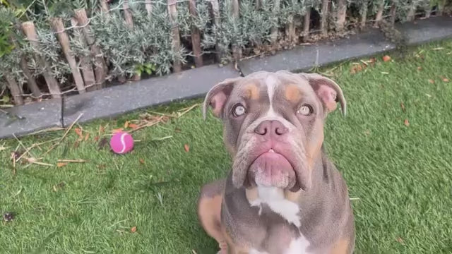 Chatter Chompers