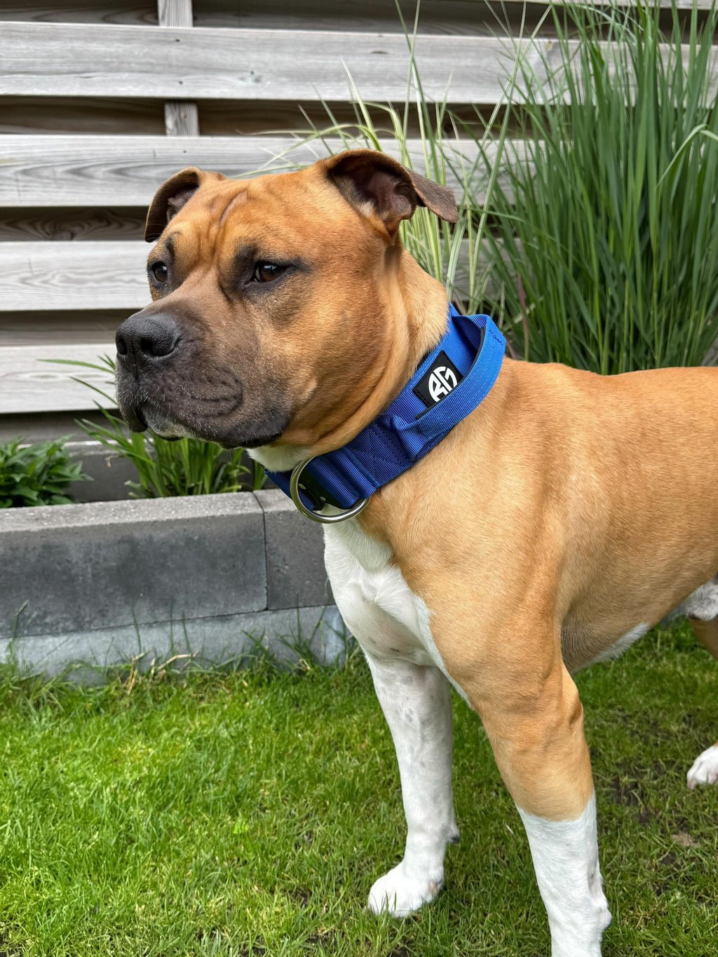 Crime Collar Blue M
