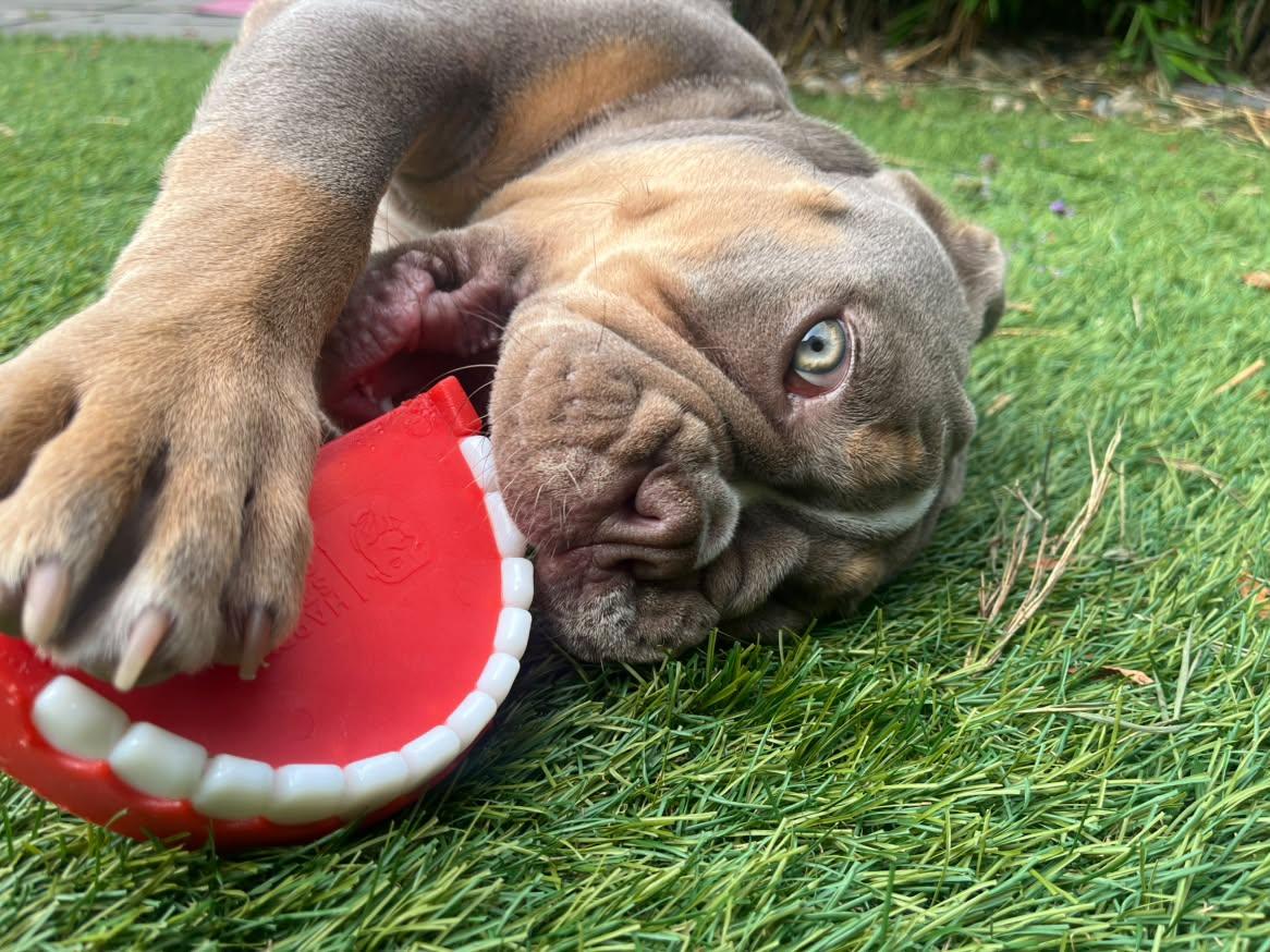 Chatter Chompers