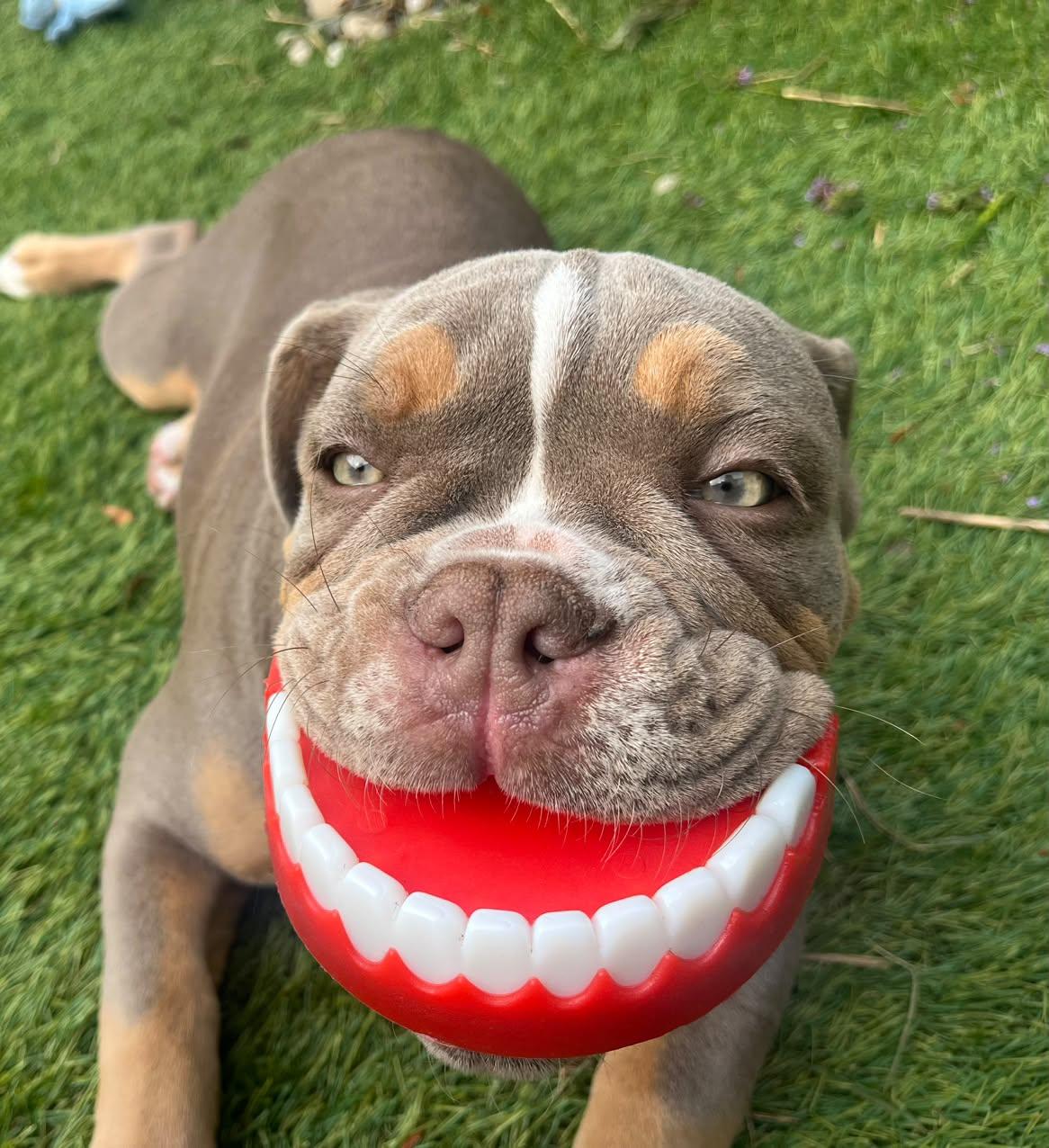 Chatter Chompers