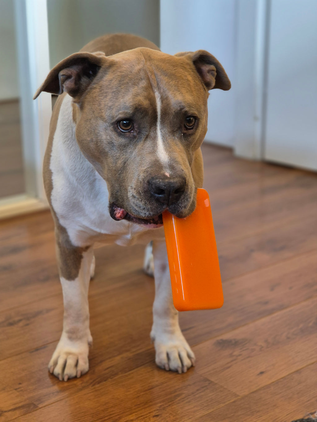 Chewzilla® iBone