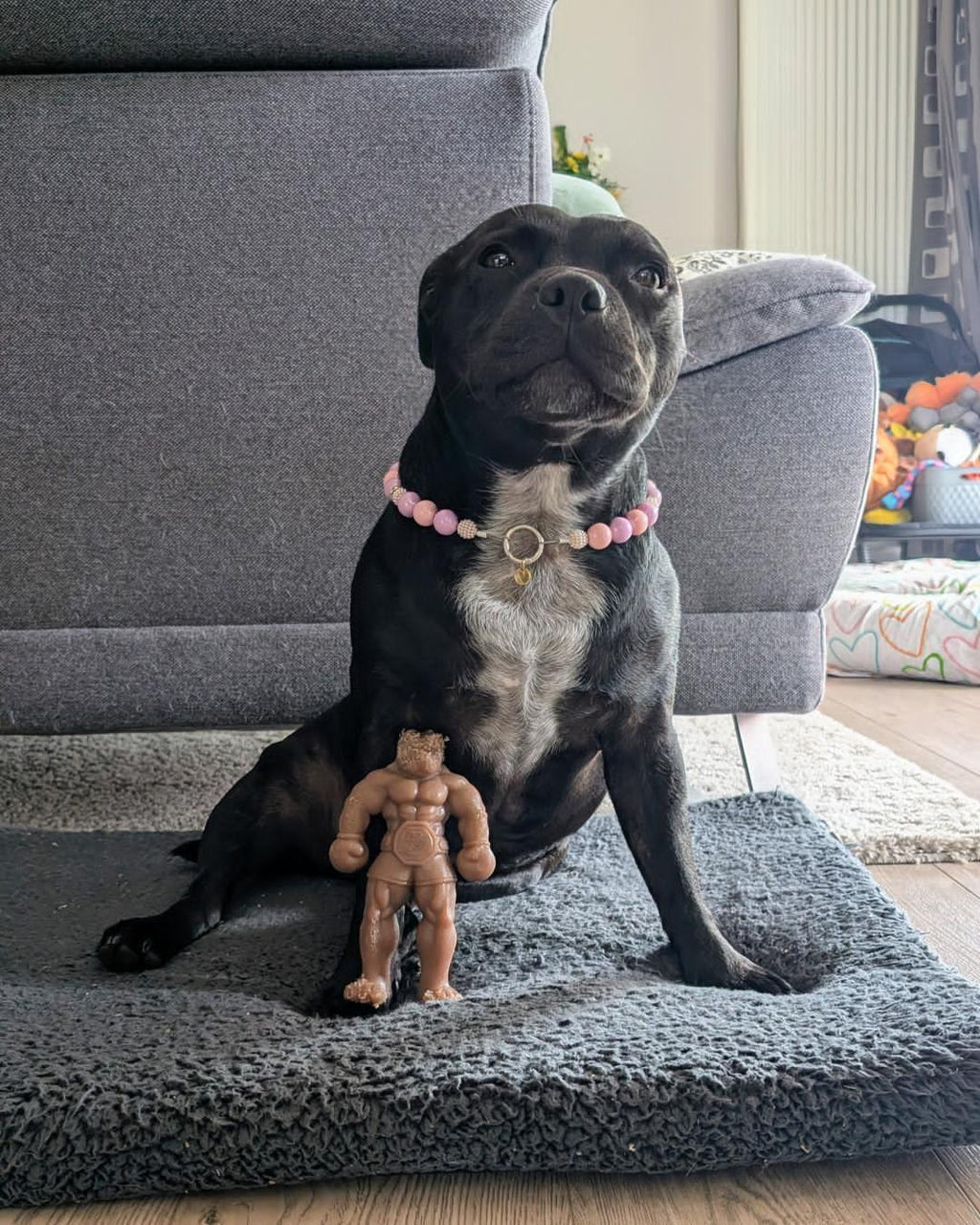 Staffy Balboa