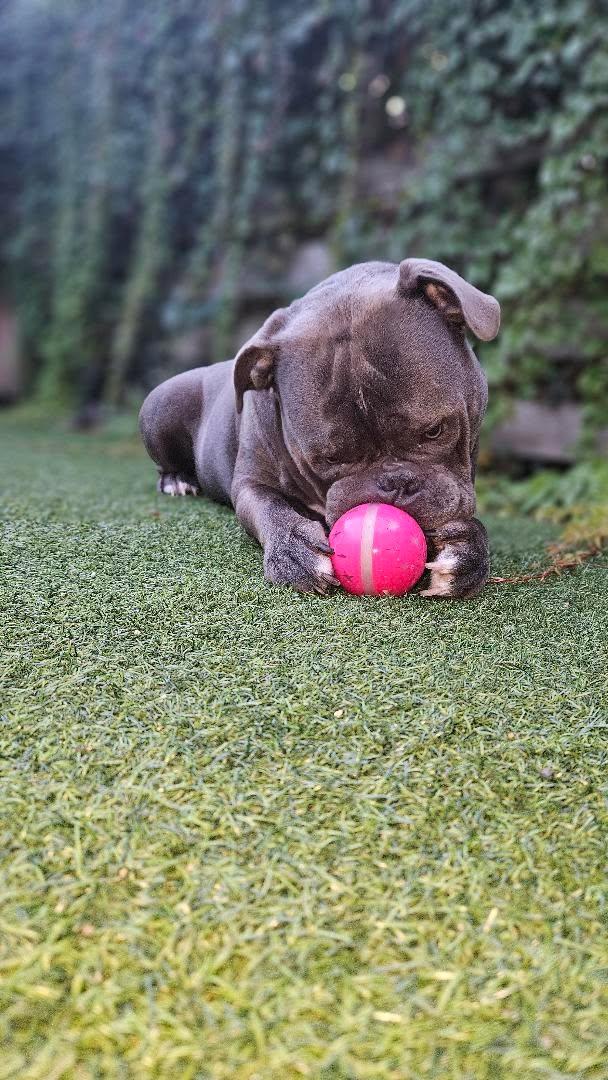 Dog Comets Helix Interactieve Hondenbal Roze