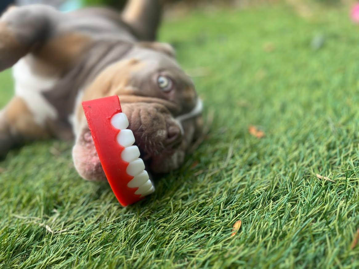 Chatter Chompers